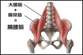 腰痛で一番大切な腸腰筋